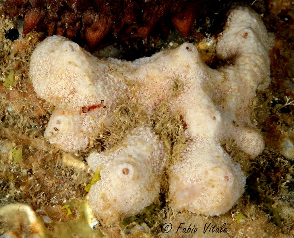 Poriferi in Grotta delle Burrare